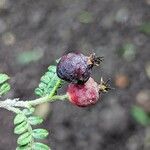 Osteomeles schweriniae Fruit