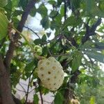 Morinda citrifolia Fruit