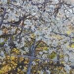 Prunus spinosa Flower