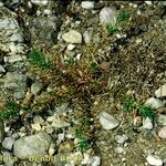 Polycnemum majus Libunga