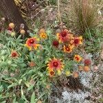 Gaillardia pulchella Costuma