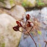 Hypericum hircinum Fleur