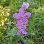 Geranium palustre Floare