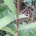 Setaria italica Bark