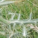 Cirsium eriophorum Листок