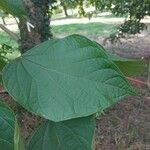 Alangium chinense Leaf