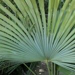 Livistona chinensis Folha