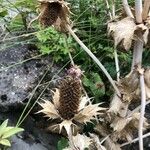Eryngium giganteum Blüte