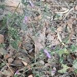 Verbena canescens Lehti