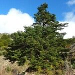 Abies nebrodensis Alia