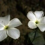 Linanthus dichotomus Flower