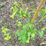 Nicotiana rustica Alkat (teljes növény)