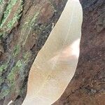 Eucalyptus botryoides Лист