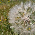 Tragopogon dubius ফল