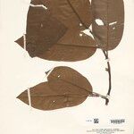 Annona neoinsignis Leaf