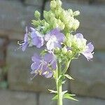 Polemonium foliosissimum Fiore