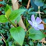 Vinca difformis Leaf