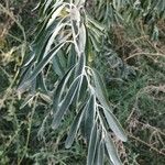 Elaeagnus angustifolia برگ