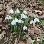 Galanthus elwesii Habit