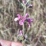 Stachys albicaulis Flower