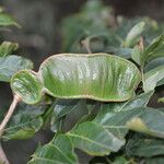 Inga densiflora Leaf