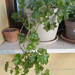 Pelargonium peltatum Blüte