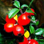 Cotoneaster integrifolius Frukt