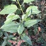 Chamissoa altissima Leaf