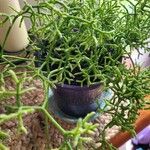 Rhipsalis cereuscula Liść