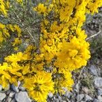 Cytisus galianoi Flower