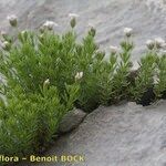 Asperula hirta Habit