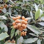 Pittosporum undulatum Fruit