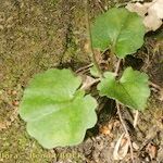 Bellis rotundifolia Habit