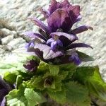 Ajuga pyramidalis 花