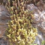 Sedum litoreum Hábitos