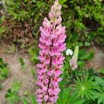 Lupinus × regalis Fiore