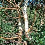 Betula pubescens Bark