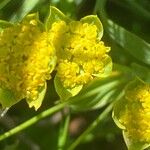 Bupleurum ranunculoides Λουλούδι