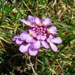 Iberis atlantica Flower