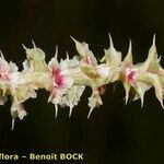 Salsola australis Fruchs