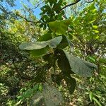 Coccoloba caracasana Hoja