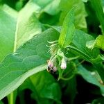 Symphytum officinale Листок