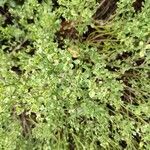 Baccharis pilularis Blad
