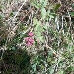 Origanum vulgareFlor