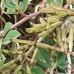 Indigofera schimperi Fruit