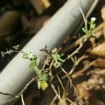 Heliotropium strigosum 葉