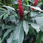 Alpinia purpurata Flors