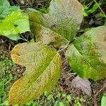 Pueraria montana Blad