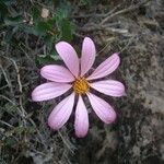 Mutisia oligodon Flor