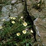 Oenothera argillicola Habitus